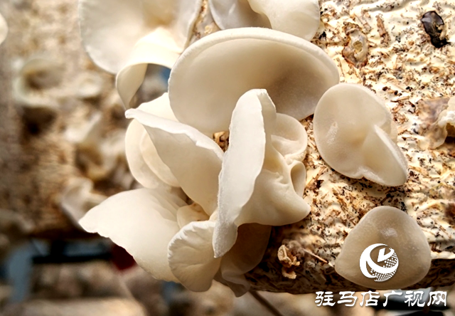 泌陽縣玉潤農業有限公司：研發新品玉木耳 助推食用菌新質生產力發展