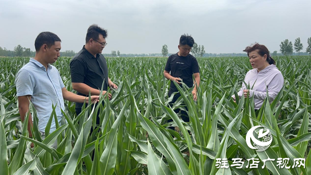 駐馬店：滴灌抗旱潤農田 節水高效保豐收