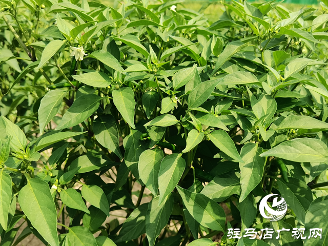 新蔡縣彌陀寺鄉程小寨村：辣椒產業助增收