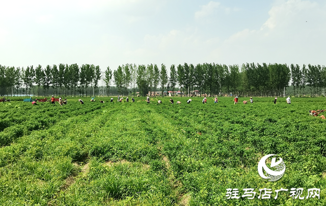新蔡縣彌陀寺鄉程小寨村：辣椒產業助增收