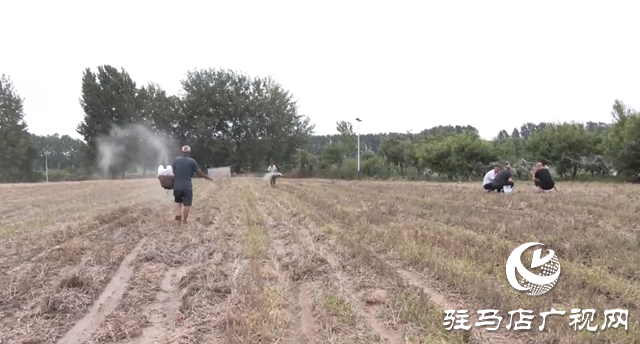 驛城區諸市鎮魏莊村：專家到田間技術指導 助力秋作物生產