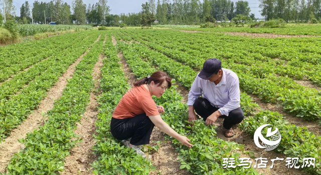 暴雨過后如何防范農田內澇？農業專家支招
