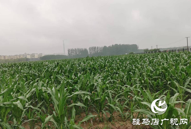 近期駐馬店雨水頻繁 警惕農田漬澇風險