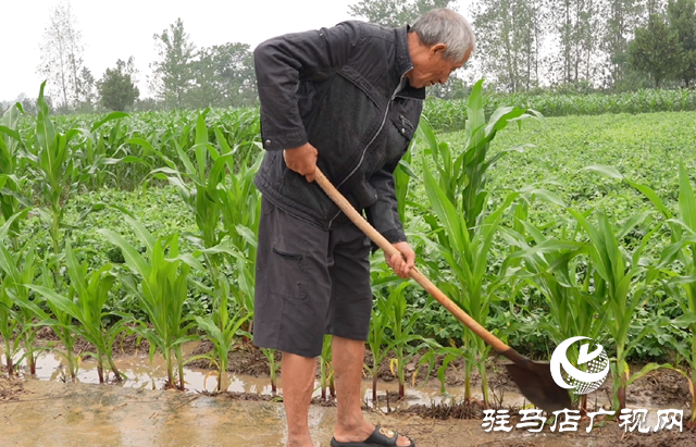 正值玉米拔節期 田間管理要注意