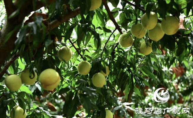 遂平縣石寨鋪鎮郭莊冬桃：汛期精細管護 金秋豐收在望