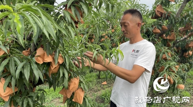 遂平縣石寨鋪鎮郭莊冬桃：汛期精細管護 金秋豐收在望
