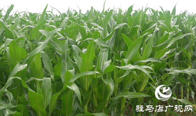 正值玉米拔節期 田間管理要注意
