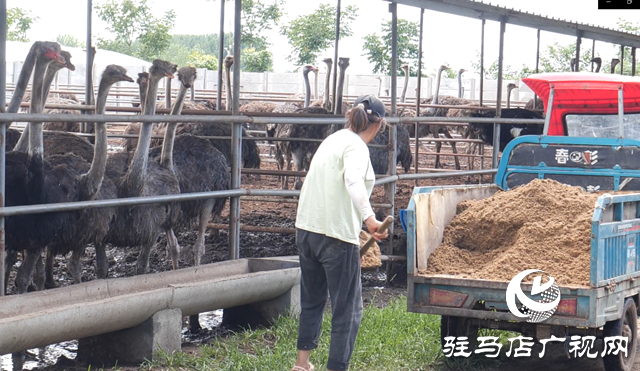 西平縣蔡寨回族鄉馮張莊村：養鴕鳥助增收