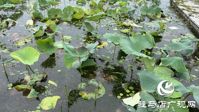 賞荷應“遠觀” 勸君莫“褻玩”
