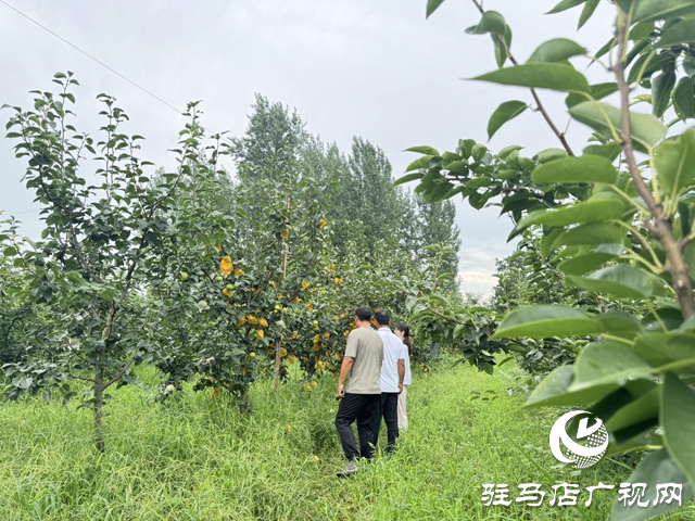 驛城區蟻蜂鎮：五萬斤蘇翠梨成熟 歡迎客商來采購