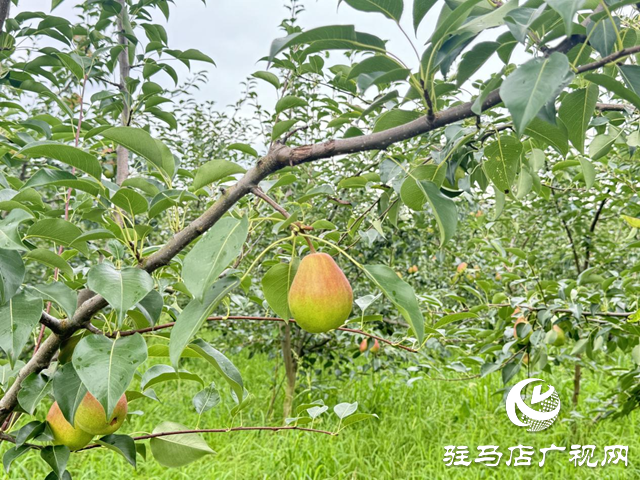 驛城區蟻蜂鎮：五萬斤蘇翠梨成熟 歡迎客商來采購