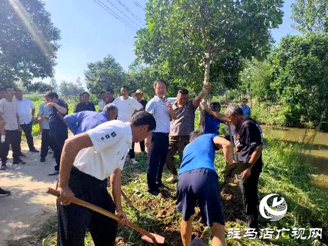 新蔡縣頓崗鄉召開樹木扶直工作現場會