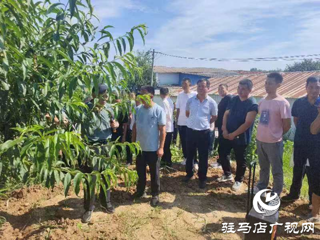 新蔡縣頓崗鄉召開樹木扶直工作現場會