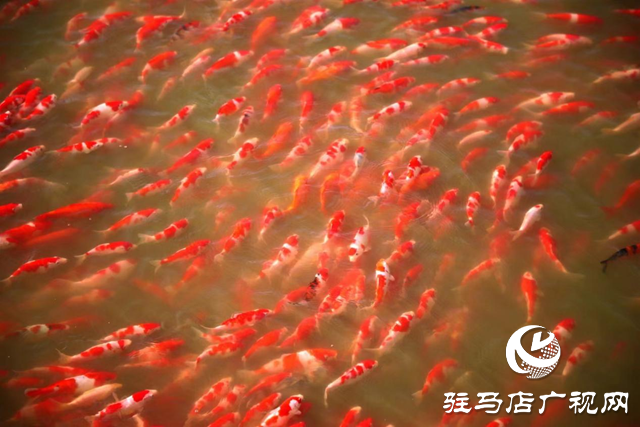 駐馬店市驛城區：錦鯉躍“農”門 “游”出大產業