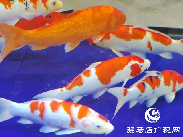 駐馬店市驛城區：錦鯉躍“農”門 “游”出大產業