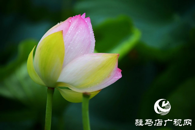 泌陽縣漢風公園：雨荷美景引人醉