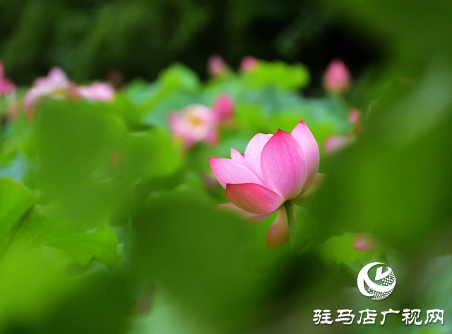 泌陽縣漢風公園：雨荷美景引人醉