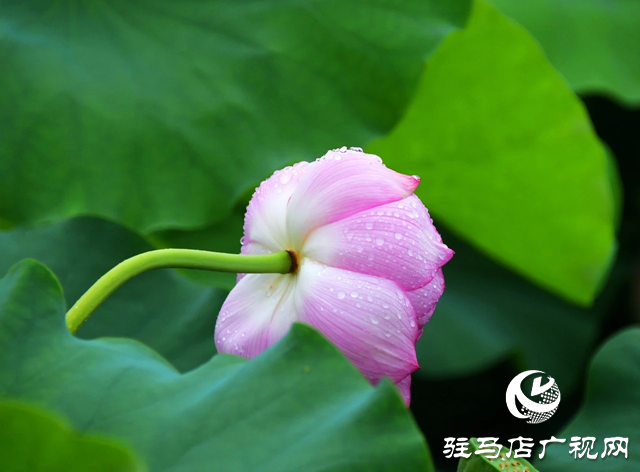 泌陽縣漢風公園：雨荷美景引人醉