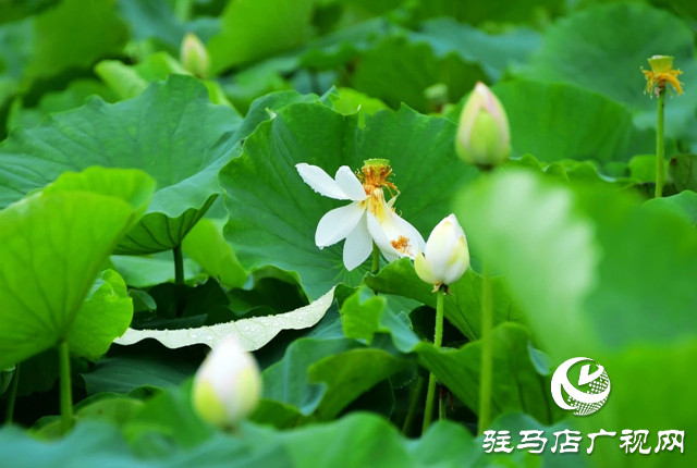 泌陽縣漢風公園：雨荷美景引人醉