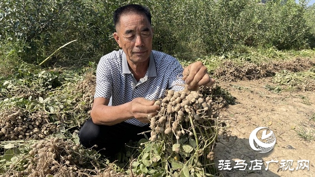 驛城區順河街道：“羅漢果”花生喜獲豐收