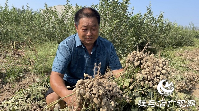 驛城區順河街道：“羅漢果”花生喜獲豐收