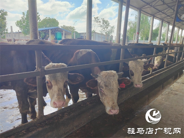 西平縣盆堯鎮：肉牛養殖為鄉村振興提供充足的“牛動力”