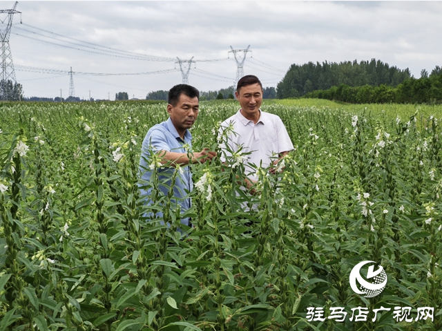 “芥菜王”馬仁偉：匠心打造地域名片 擦亮鄉村振興的底色