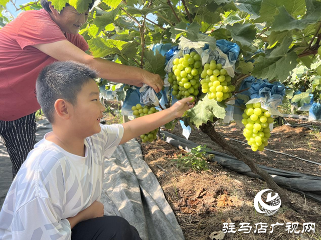 驛城區朱古洞鄉：葡萄滿枝頭 “串起”致富鏈