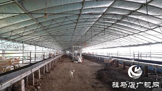 遂平韓科舉：科學養羊奔富路 創新幫帶共增收