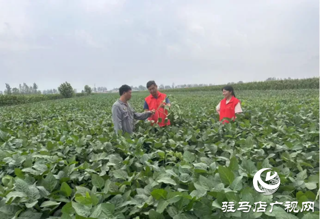 駐馬店：農技下鄉 助力大豆增產增收