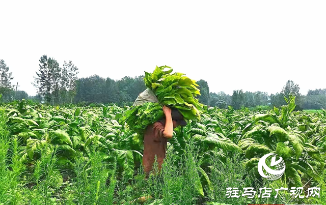 泌陽縣雙廟街鄉：煙站開磅收購忙 煙農豐收展笑顏