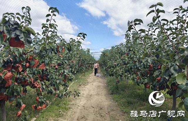 上蔡縣無量寺鄉五道廟村：黃金梨飄香振興路