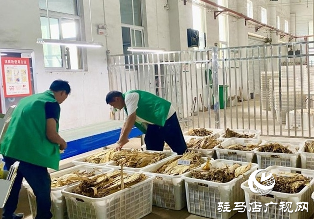泌陽縣雙廟街鄉：煙站開磅收購忙 煙農豐收展笑顏
