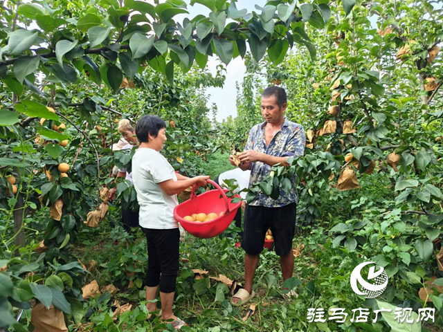 上蔡縣干坑村：梨果產業鋪就鄉村振興“甜蜜路”