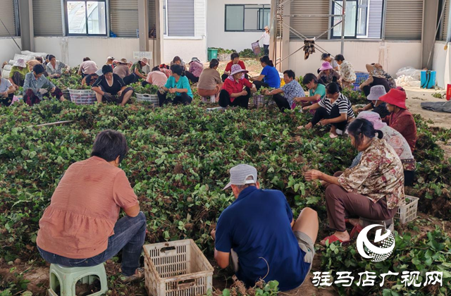確山縣劉店鎮：大棚草莓栽種忙
