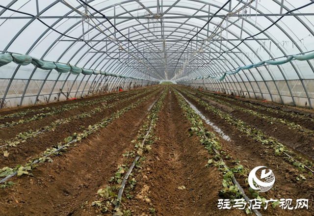 確山縣劉店鎮：大棚草莓栽種忙