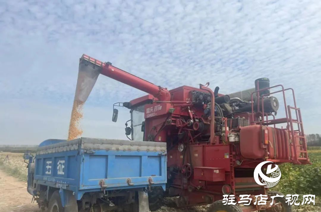 駐馬店：大豆玉米復合種植 助力農業增產增收