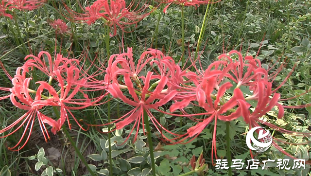 富強公園彼岸花盛開 早秋美景醉游人