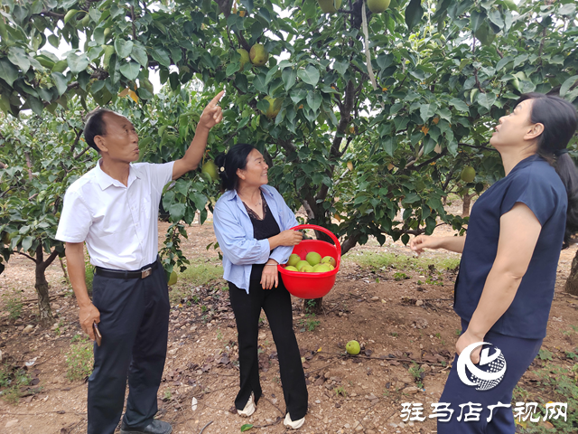 泌陽縣馬谷田鎮河南村：小林果成就大產業