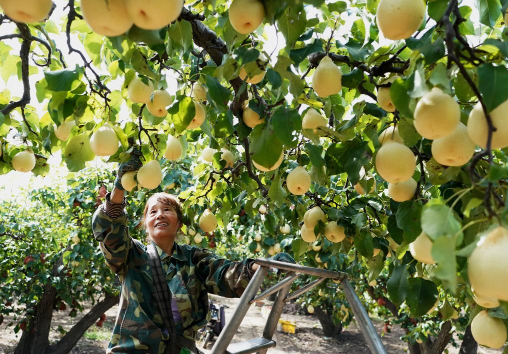 奮進強國路 闊步新征程｜向著農業強國加速邁進——新中國成立75周年“三農”發展成就綜述
