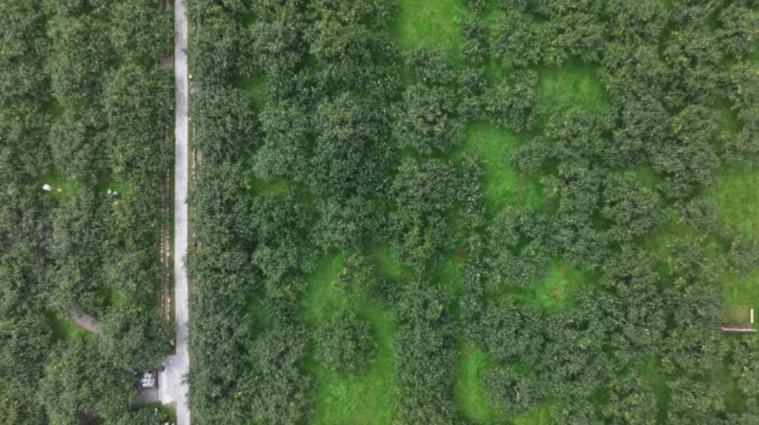好品中國丨金秋“豐”景，與“梨”相約