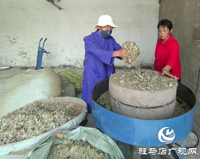 遂平縣槐樹鄉：小艾草促增收