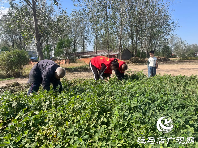 新蔡縣佛閣寺鎮：金秋助農收獲解民憂