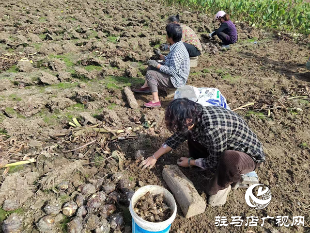 泌陽縣春水鎮數百畝水芋迎來豐收