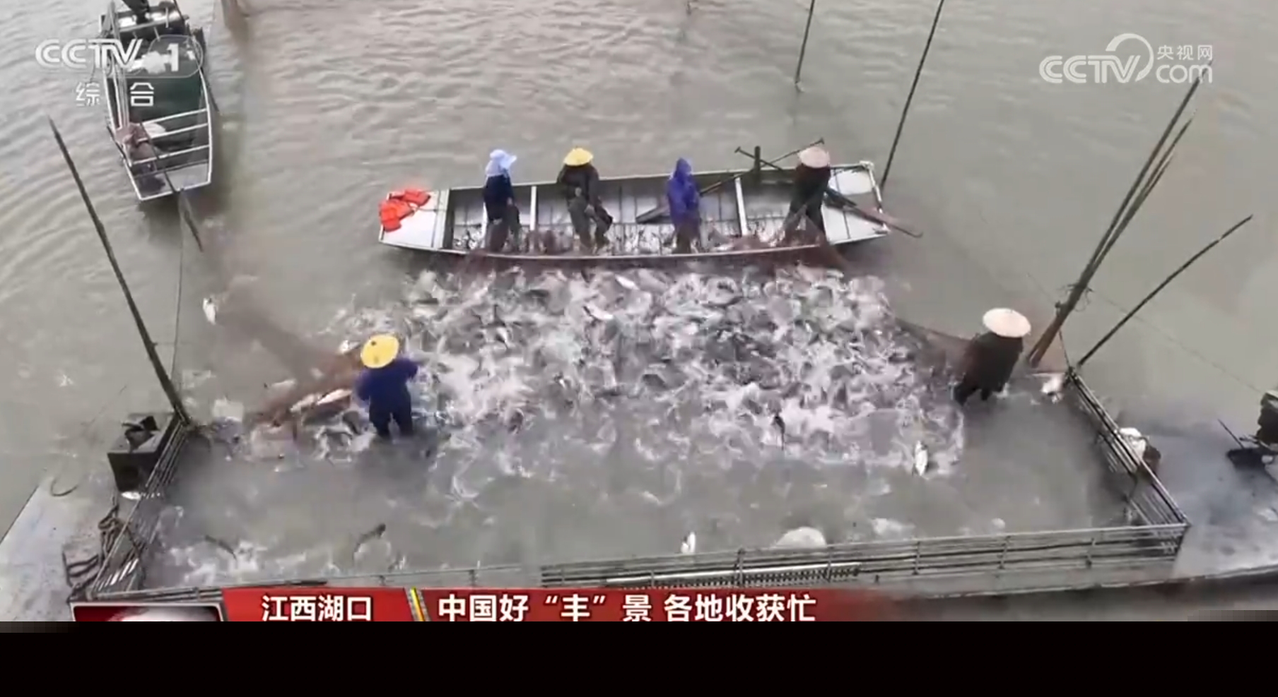 稻谷香、魚滿艙、棉花朵朵開……田間地頭收獲忙 一派活力好“豐”光