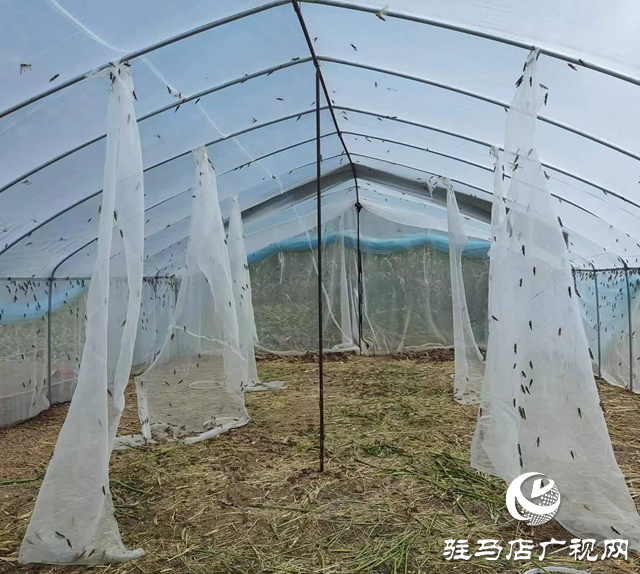 新蔡縣河塢鄉：螞蚱養殖引領致富路