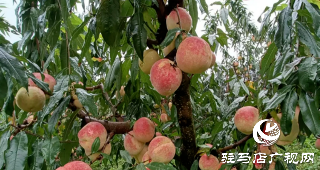 上蔡縣塔橋鎮：冬桃喜迎豐收
