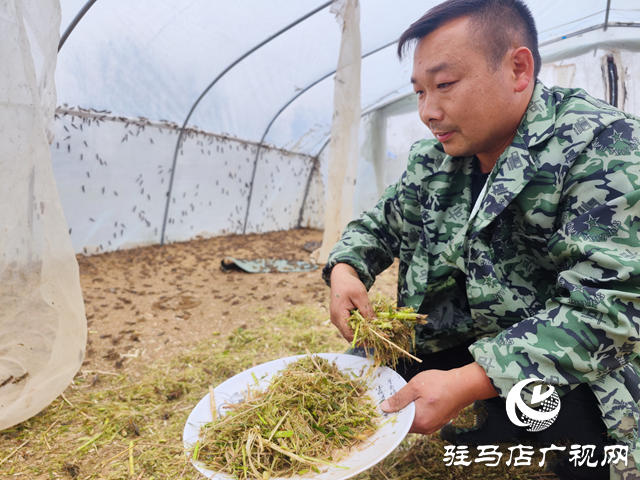 新蔡縣河塢鄉：螞蚱養殖引領致富路