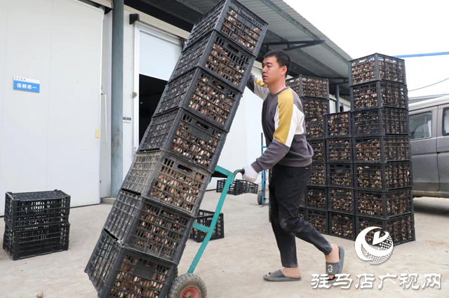 泌陽縣：食用菌產業蓬勃發展 助力農民增收