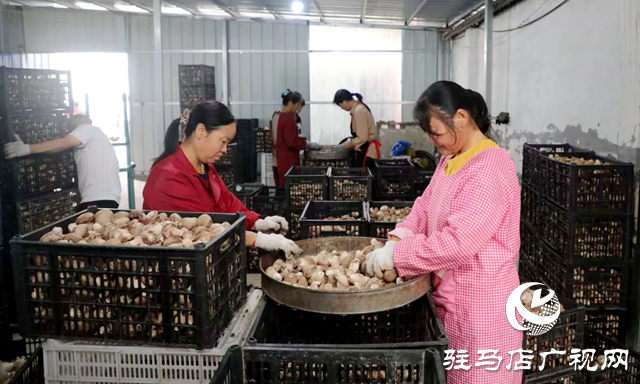 泌陽縣：食用菌產業蓬勃發展 助力農民增收